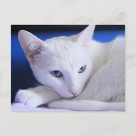 Schöne weiße Katze/Foto des Haustiers hinzufügen Postkarte