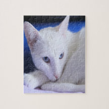 Schöne weiße Katze/Foto des Haustiers hinzufügen