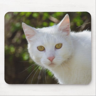 Schöne weiße Katze Mousepad