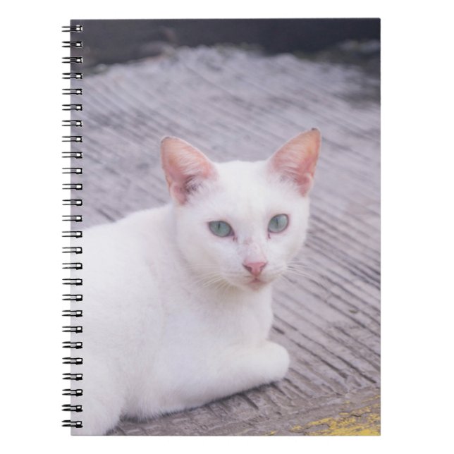 Schöne weiße Katze Notizblock (Vorderseite)