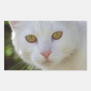 Schöne weiße Katze Rechteckiger Aufkleber