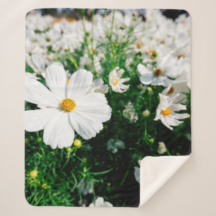 Schöne weiße Kosmos Blume blühen in Gärten Sherpadecke