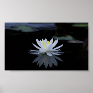 Schöne weiße Lotus,See,Zen Poster