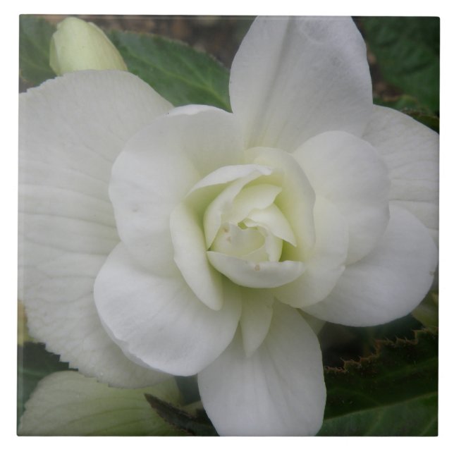 Schöne weiße Nelkenbahn Fliese (Vorderseite)