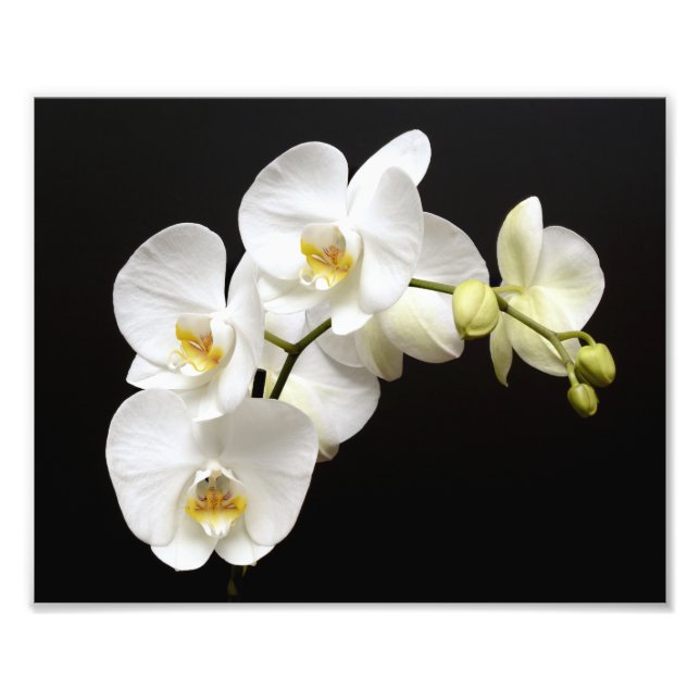 Schöne weiße Orchidee mit schwarzem Hintergrund Fotodruck (Vorne)