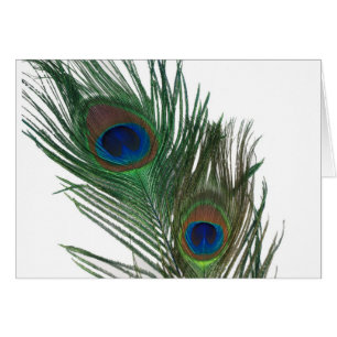 Schöne Weiße Pfauenfeder