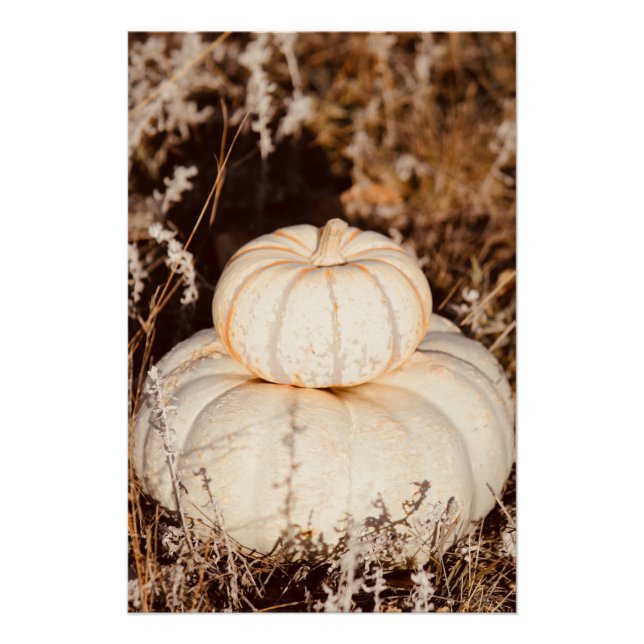 Schöne weiße Pumpkins Herbstwiese Poster (Vorderseite)