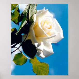 Schöne weiße Rose Poster