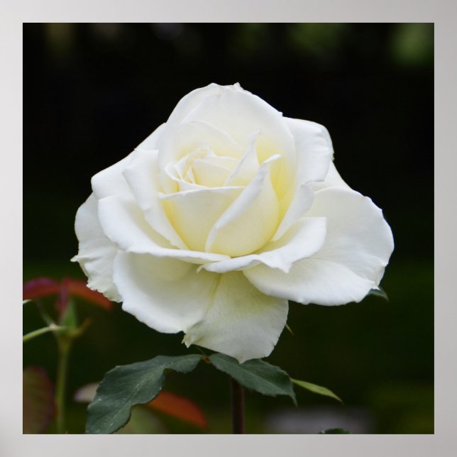 Schöne weiße Rose Poster (Vorne)