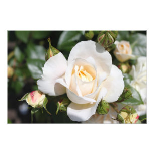 Schöne weiße Rosenblüte. Blumenfotografie Fotodruck