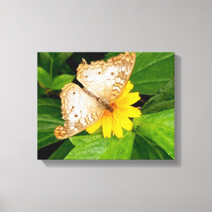schöne weiße Schmetterlingsmotte gelbe Blume Leinwanddruck