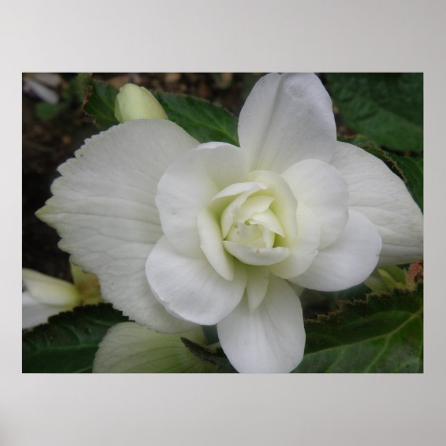 Schöne weiße Schrift Poster (Vorne)