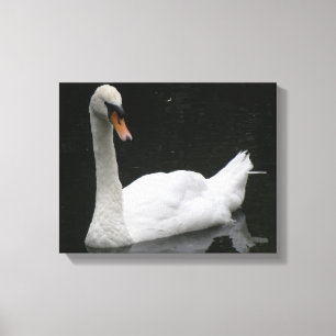 Schöne weiße Schwan-Leinwanddruck Leinwanddruck