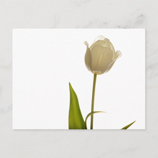 Schöne weiße Tulpe auf weißem Hintergrund Postkarte (Vorderseite)