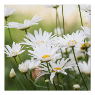 Schöne White Daisies   Blume auf dem grünen Feld Poster
