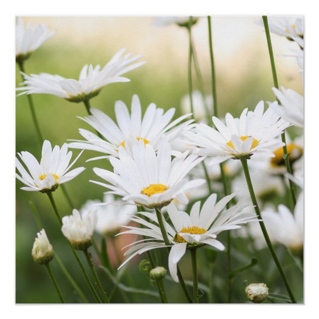 Schöne White Daisies | Blume auf dem grünen Feld Poster (Vorderseite)