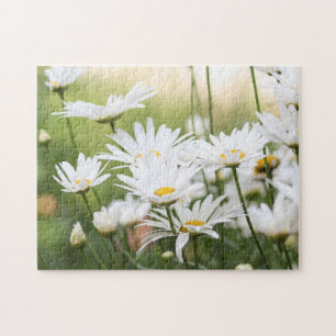 Schöne White Daisies   Blume auf dem grünen Feld Puzzle