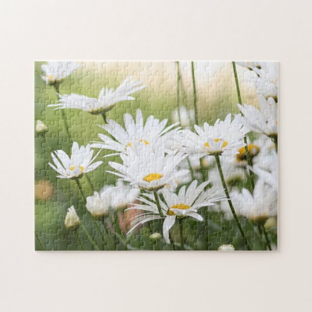 Schöne White Daisies | Blume auf dem grünen Feld Puzzle (Horizontal)