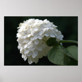 Schöne White Limon Hydrangea Blume Poster