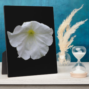 Schöne White Petunia Plaque Fotoplatte