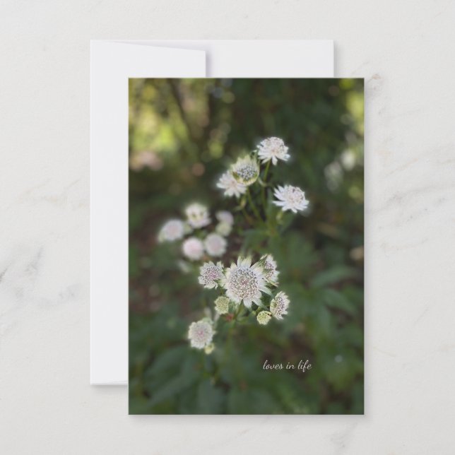 Schöne White Summer Blume Mitteilungskarte (Vorderseite)