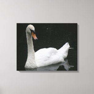 Schöne White Swan Canvas Print Leinwanddruck
