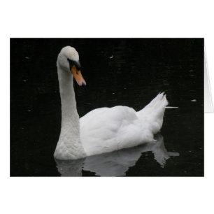 Schöne White Swan Card