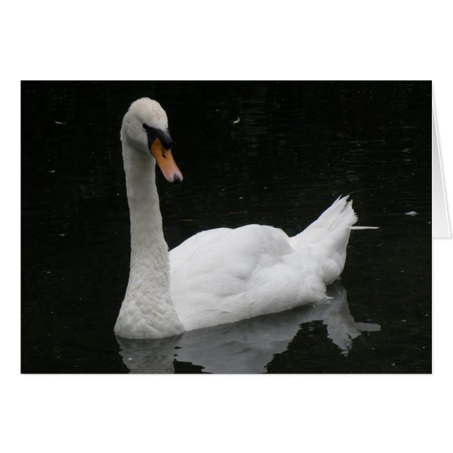 Schöne White Swan Card (Vorderseite (Horizontal))