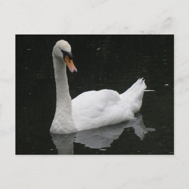 Schöne White Swan Postkarte (Vorderseite)