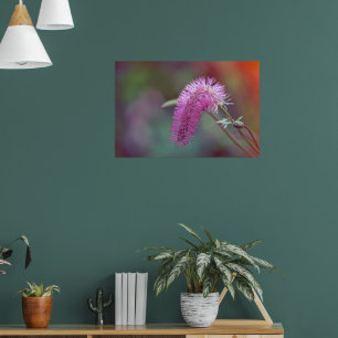 Schöne Wiesenblume Poster