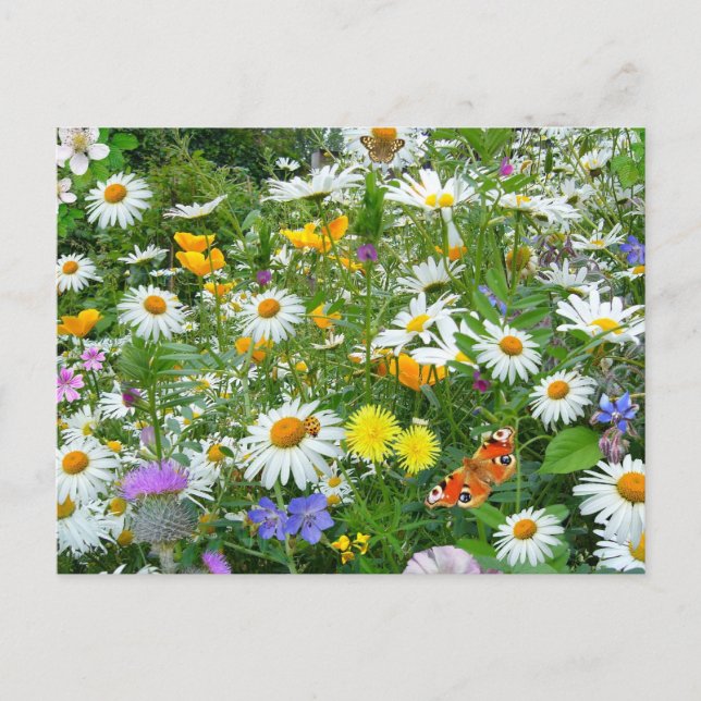 Schöne Wildblume und Schmetterlingswiese Postkarte (Vorderseite)
