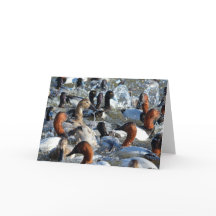 Schöne wilde Enten - Kanvasbacks und Scaup