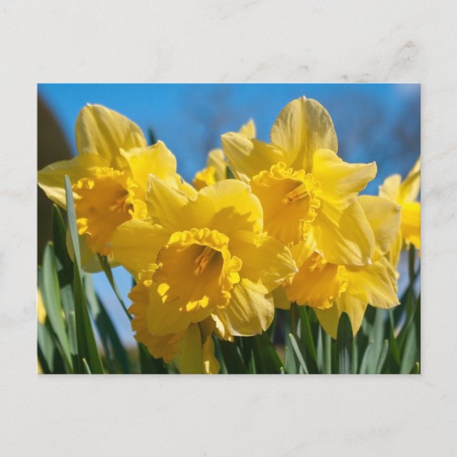 Schöne Yellow Daffodien Postkarte (Vorderseite)