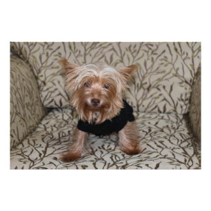 Schöne Yorkshire Terrier Fotodruck