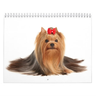 Schöne Yorkshire-Terrier Kalender