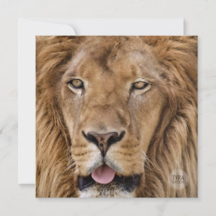 Schöne Zoo Safari Lion Fotografie