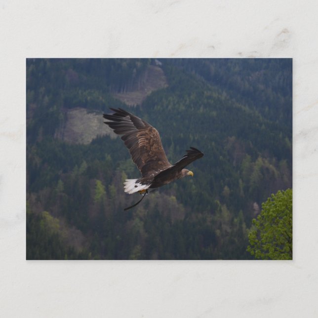 Schöner Adler im Flug Postkarte (Vorderseite)