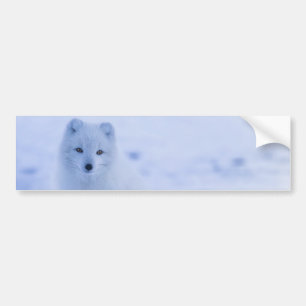Schöner arktischer Fox Autoaufkleber