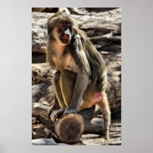 schöner Babodruck Poster (Vorne)