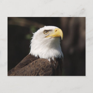 Schöner Bald Adler... Postkarte