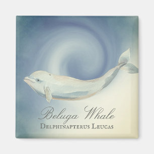 Schöner Beluga Whale, Delphinapterus Leucas Magnet