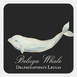 Schöner Beluga Whale, Delphinapterus Leucas Quadratischer Aufkleber
