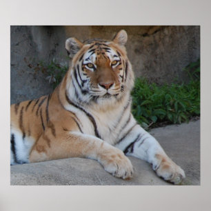 Schöner Bengalischer Tiger Poster