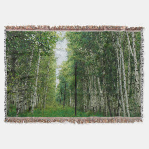 Schöner Birkenwald Decke
