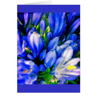 Schöner blauer Agapanthus-leere Greeing Karte