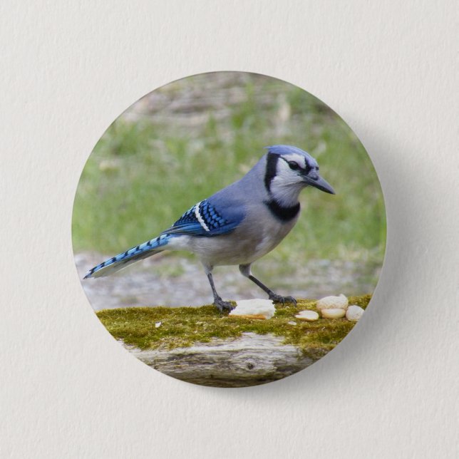 Schöner blauer Jayvogel Button (Vorderseite)