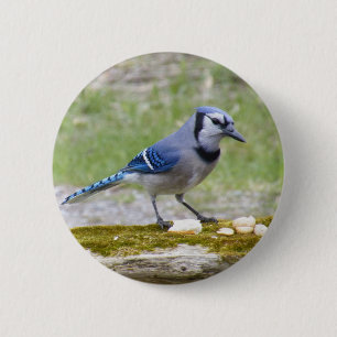 Schöner blauer Jayvogel Button