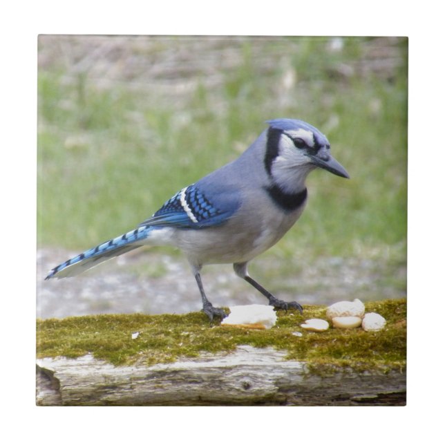 Schöner blauer Jayvogel Fliese (Vorderseite)