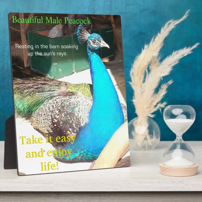 Schöner blauer männlicher Pfau Scheune EASEL Fotoplatte (Seite)