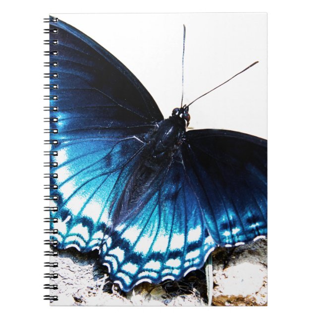 Schöner blauer Schmetterling Notizblock (Vorderseite)